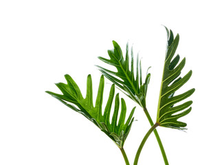 Watercolor tropical philodendron xanadu leaf