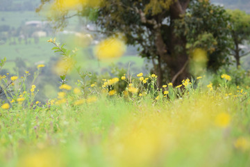 Mustard fields