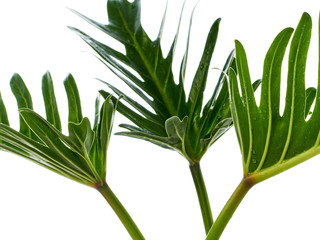 Watercolor tropical philodendron xanadu leaf © jittima