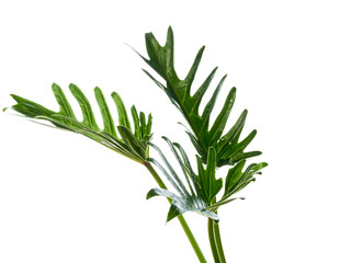 Watercolor tropical philodendron xanadu leaf © jittima