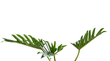 Watercolor tropical philodendron xanadu leaf