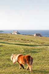 Shetland Pony Horse