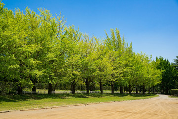 爽やかな公園風景
