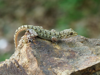 Kotschys gecko, Cyrtopodion kotschyi