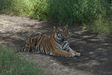 Tiger waiting on road