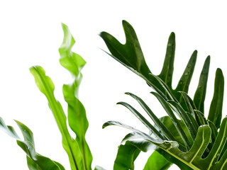 Watercolor tropical philodendron xanadu leaf