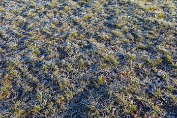 Fallen leaves on grass covered in frost rime