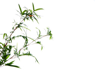 Asian natural background with bamboo