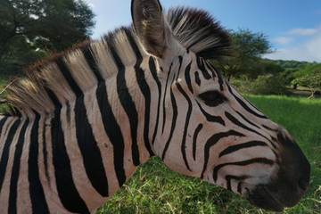 Zebra