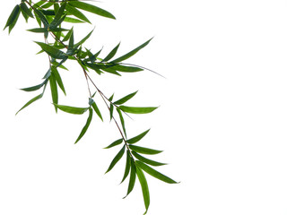 Naklejka premium Asian natural background with bamboo