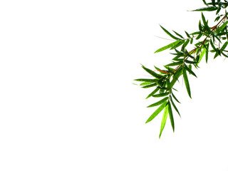 Asian natural background with bamboo