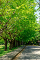 爽やかな公園風景