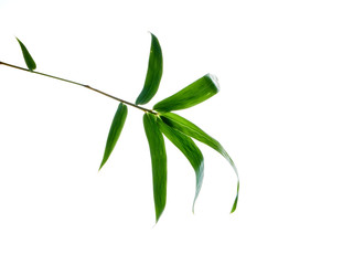 Asian natural background with bamboo