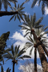 Obraz na płótnie Canvas palm trees & blue sky