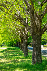 Fototapeta premium 爽やかな公園風景