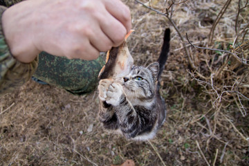 Cute country multicolor cat eating fish with appetite on the ground