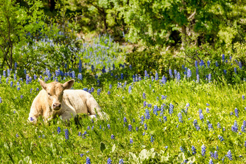 Cows in Texas on a meadow with blue bonnets