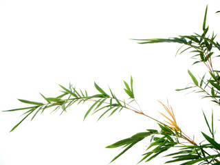Asian natural background with bamboo