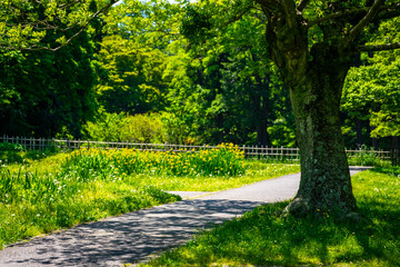 爽やかな公園風景