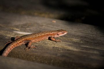 Lizzard