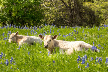 Obraz premium Cows in Texas on a meadow with blue bonnets