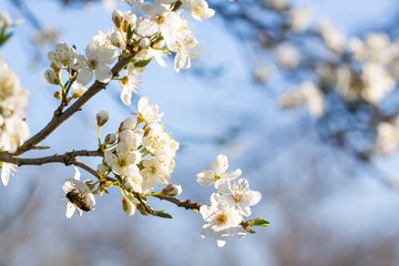 Fleurs d'arbre au printemps