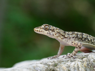 Kotschys gecko, Cyrtopodion kotschyi