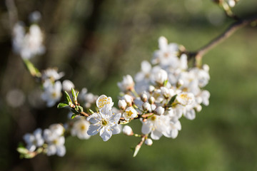 Fleur d'arbre au printemps