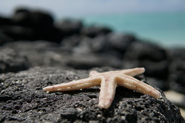 Starfish on rock