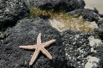 Starfish on rock