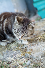 Naklejka na ściany i meble Cute country multicolor cat eating fish with appetite on the ground