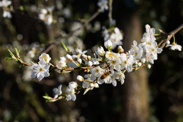 Abeille sur un arbre en fleur