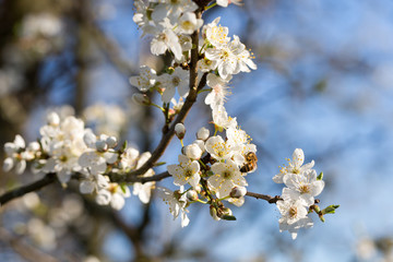 Abeille sur un arbre en fleur au printemps