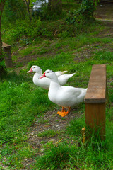 two Muscovy ducks on a green grass in a countryside