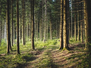 Obraz premium FOREST