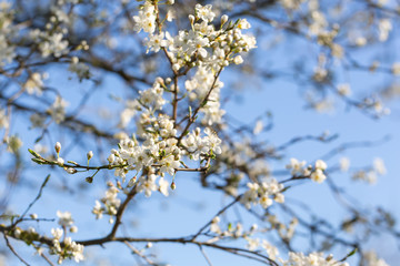 Abeille sur un arbre en fleur