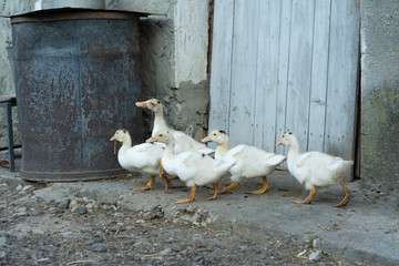 Several young white ducks walk around the yard.