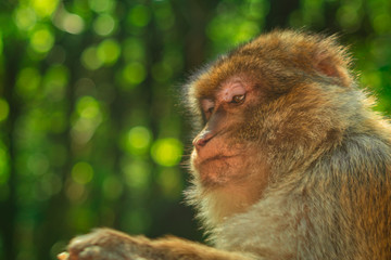 Affe blick nach unten, auf etwas schauen, Idee Berberaffe Portrait