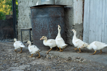 Several young white ducks walk around the yard.