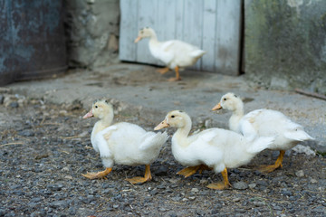 Several young white ducks walk around the yard.