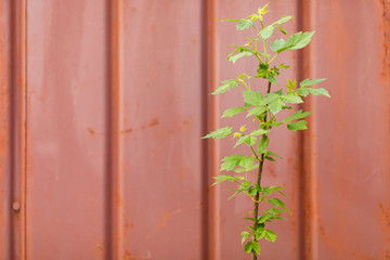 flowers on the wall