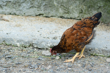 Large young chickens walk around the yard.