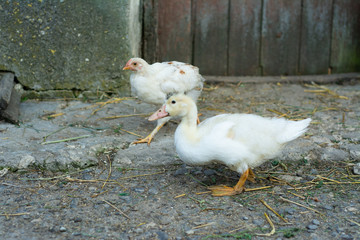 Several young white ducks walk around the yard.