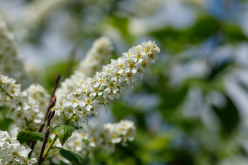 white flowers of a tree in spring