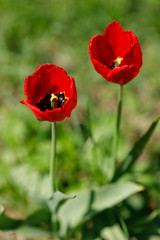 field of red poppies