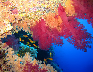 Underwater world in deep water in coral reef and plants flowers flora in blue world marine wildlife, travel nature beauty exploration in diving trip, dive. Fish, corals and sea creatures, divers world