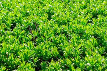 Japanese boxwood bush - Buxus microphylla