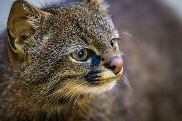Gato Palheiro / Pampas Cat (Leopardus pajeros)