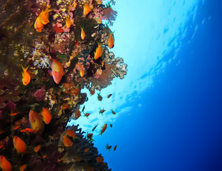 Fototapeta na wymiar Underwater world in deep water in coral reef and plants flowers flora in blue world marine wildlife, travel nature beauty exploration in diving trip,adventures recreation dive. Fish, corals,creatures