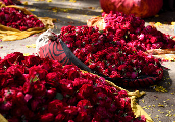 Bags of fresh red Indian roses, flower market, Jaipur, Rajasthan